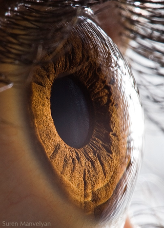 Illustration for article titled I Can't Stop Looking at These Macros of "Your Beautiful Eyes"